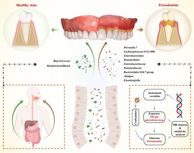 Causal effects of gut microbiota on the risk of periodontitis: a two-sample Mendelian randomization study